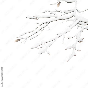 Winter frozen tree branch Photo overlays, Photoshop overlay, pine icy snow branch, png