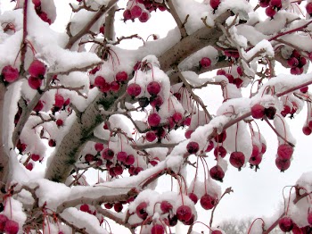 winter_fruit.jpg
