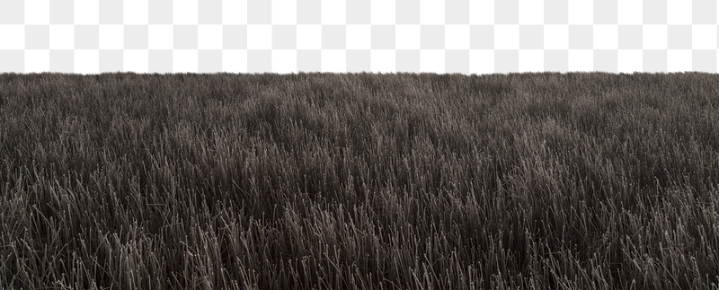 Winter grass field  png | Free PNG - rawpixel