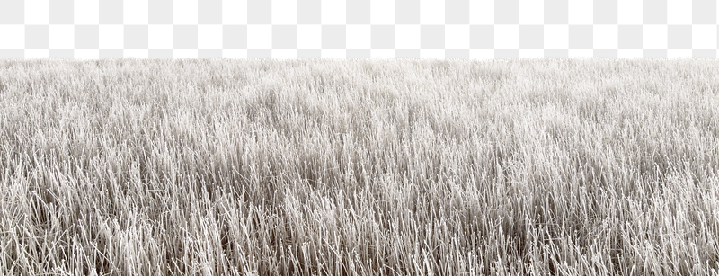 Winter grass field  png | Free PNG - rawpixel