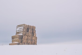 Winter Hay Bails
