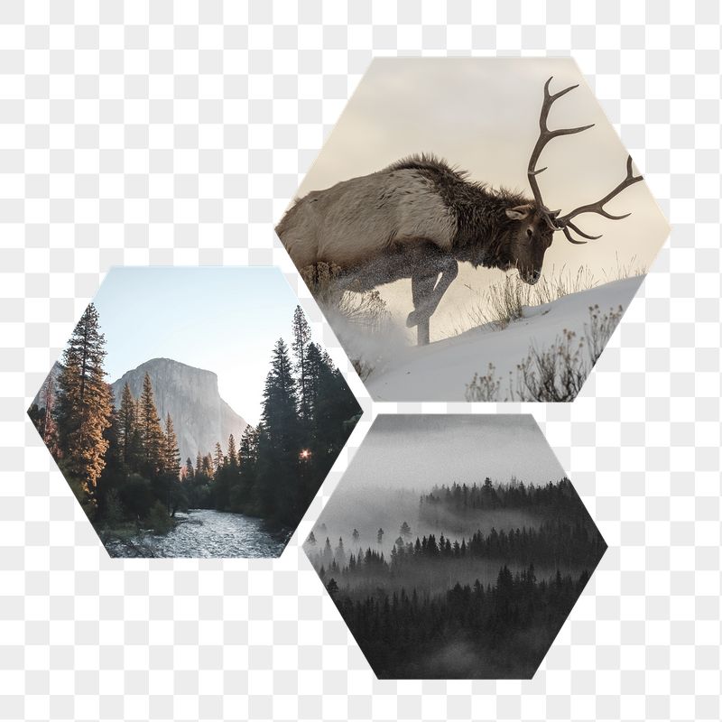 Winter nature png aesthetic badge | Free PNG - rawpixel