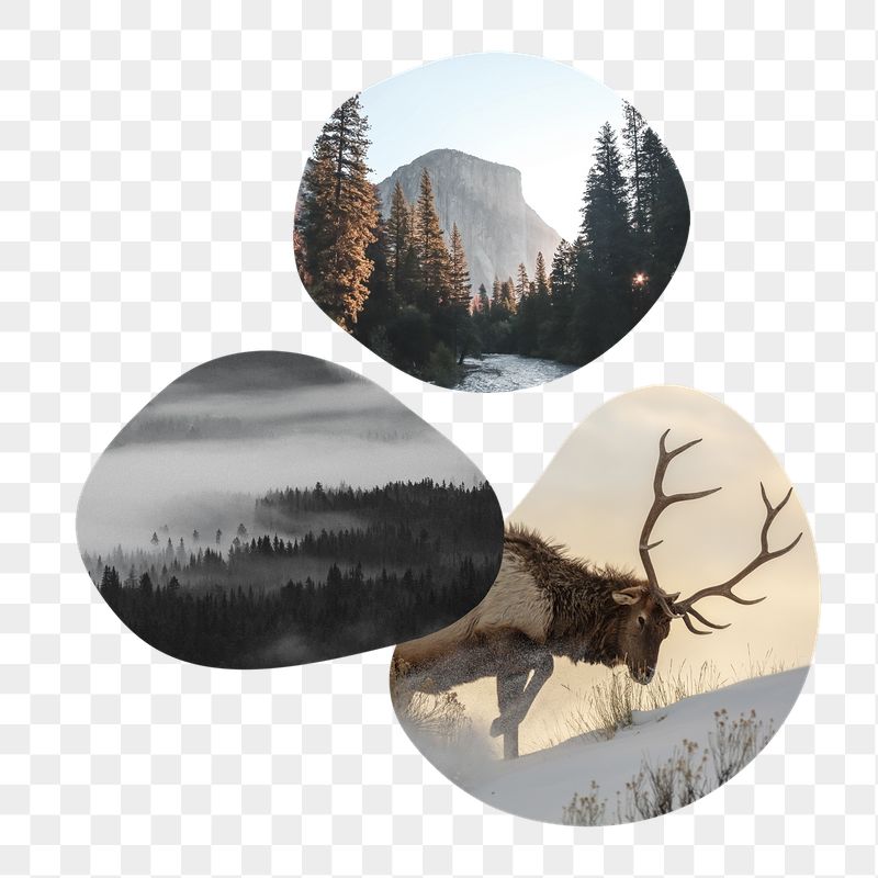 Winter nature png aesthetic badge | Free PNG - rawpixel