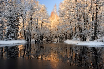 Winter reflection