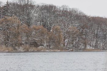 Winter Riverbank Trees