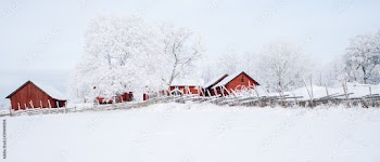 Winter scenery with red cottage surrounded by trees covrred with snow and frost. House painted in traditional Swedish color.