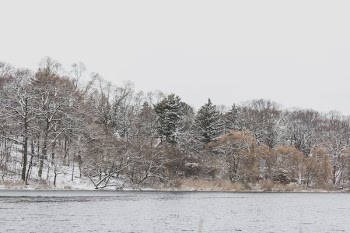 Winter Season By The Shore