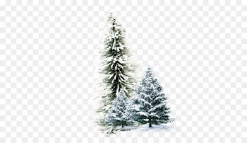Winter Wallpaper - Winter pine 