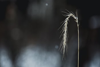 Winter Wheat Close Up