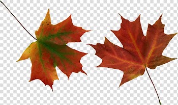 Winterreise Die schöne Müllerin Maple leaf, others transparent background PNG clipart