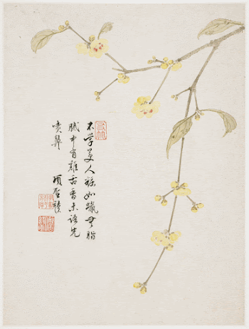 Wintersweet Blossom from a Flower | Free Photo - rawpixel