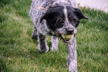 Wire-haired White and Black Dog with Tennis Ball 