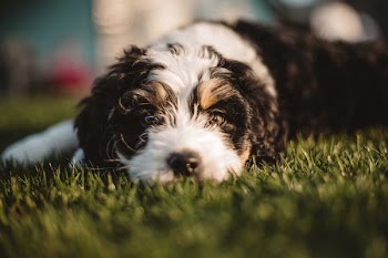 wirehaired brown and white dog lying on grass