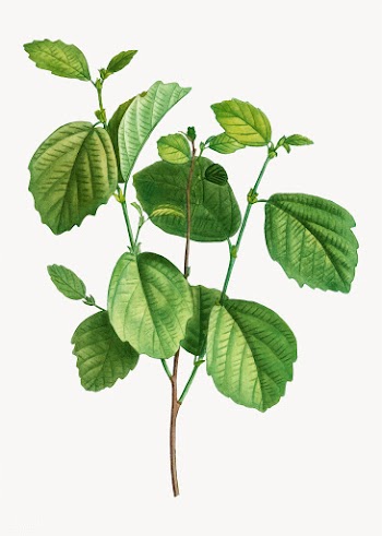 Witch alder branch | Free stock vector - 568482
