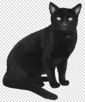 Witch cat transparent background PNG clipart