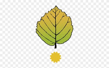 Witch Hazel Emporium - Hazel Leaf Clipart