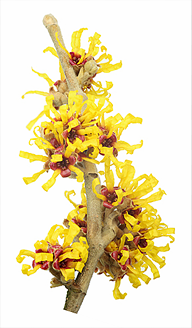 Witch Hazel | Folk Medicine | Witch hazel, Home remedies, Witch ...
