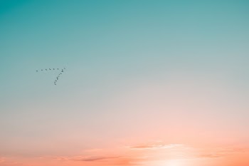with birds i share