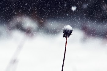 Withered Flower Cover With Snow