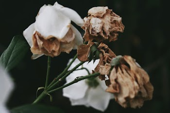 Withered Flowers
