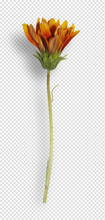 Withered flowers transparent background PNG clipart