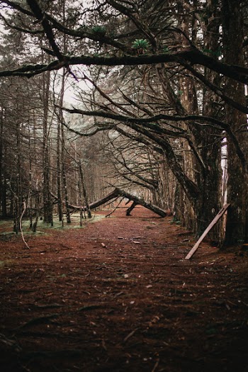 Withered Forest Trees