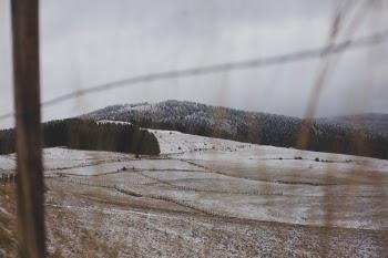 Withered Grass Field at Daytime