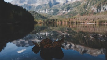 Withered Leaf On Water In Shallow Photography