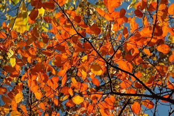 Withered Leaf Tree