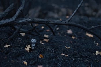 withered leaves