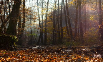 Withered Leaves Near Trees