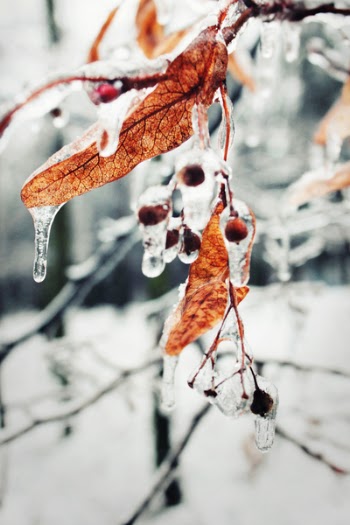 Withered Leaves of Tree Covered With Water Close Photography
