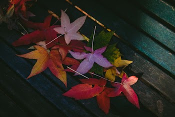 Withered Leaves on Bench