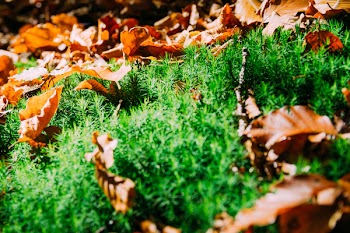 Withered Leaves on Grass