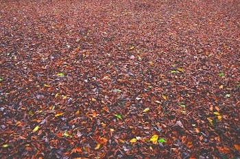 Withered Leaves on Ground