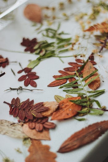 Withered Leaves on White Surface