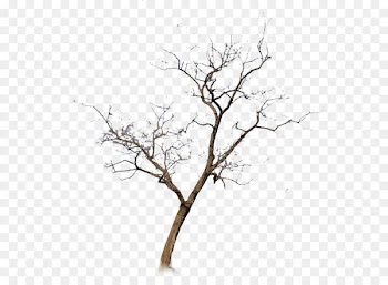 Withered,No leaf 