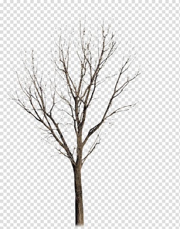 Withered,no leaf transparent background PNG clipart