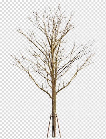 Withered,no leaf transparent background PNG clipart