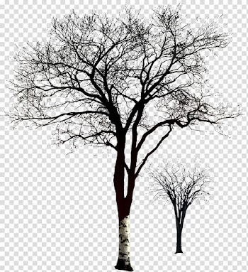 Withered,no leaf transparent background PNG clipart