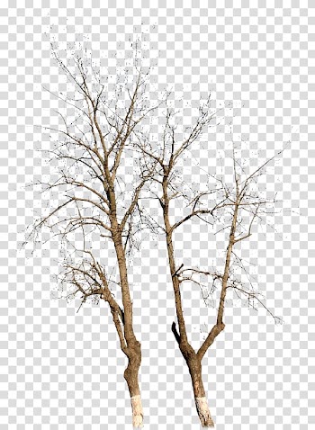 Withered,no leaf transparent background PNG clipart
