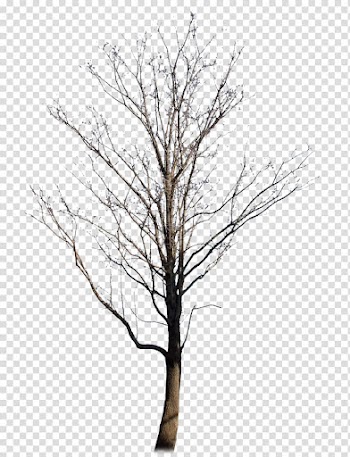 Withered,no leaf,trees transparent background PNG clipart