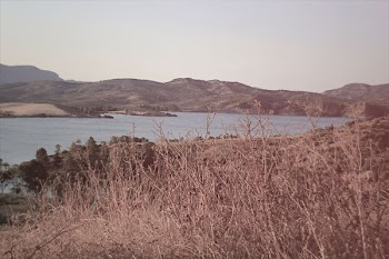 withered plants with distance at body of water