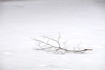 withered tree branch on snow