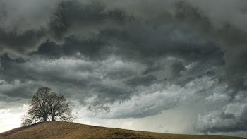 Withered Tree Under Nimbus Clouds