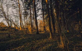 Withered Trees