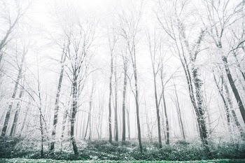 withered trees covered in snow at daytime