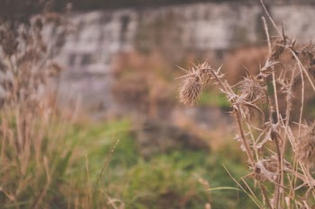         Withering Plant in Autumn Free Photo     