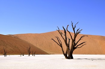Wittered Tree on a Dessert