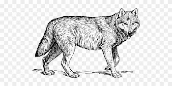 Wolf Animal Biology Canine Carnivore Mamma - Realistic Wolf Coloring Sheets